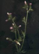 Blooming Thistle