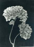 Dried Hydrangea