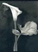 Calla Lily