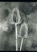 Teasels