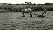 Old fashioned Hay Rake . Flanders