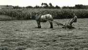 Old fashioned Hay Rake . Flanders