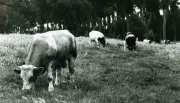 Grazing Cattle. Flanders.